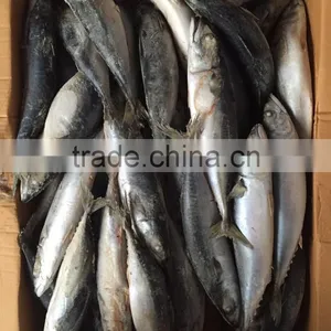 Frozen Mackerel 300-400g 2016 thumbnail-5