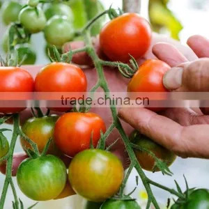 2017 Hot Sale Multi Span Plastic Film Tomato Greenhouse thumbnail-1