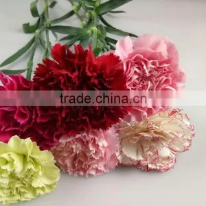 Decorative Flowers Carnation Cut Flower For Wedding Decoration From Yunnan,China thumbnail-5