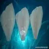 Sell Frozen Yellow Fin Sole Fillet thumbnail-1