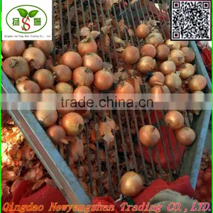 (HOT) Onion/Fresh Onion/CHINA ONION thumbnail-2