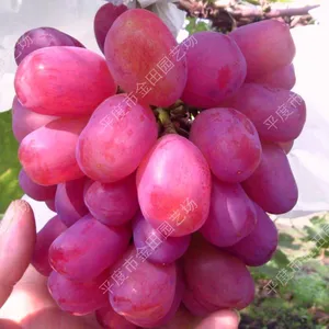 Red Xia Yin Muscat Grape Seedling Grape Vines thumbnail-1