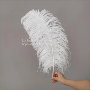 Natural 10-75cm Artificial Ostrich Feather for Party and Wedding Decoration thumbnail-5
