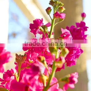 High Grade New Arrival Transparent Violet Red Purple thumbnail-1