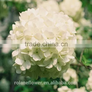 For Friend Gift High Quality Silk Hydrangea Wedding Bouquets Wedding Centerpieces Real Touch Fresh Cut Hydrangea From Yunnan thumbnail-3