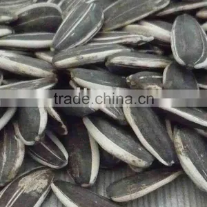 Raw Sunflower Seeds in Shell thumbnail-1