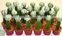 Mini Cactus Succulent Indoor Plants Bonsai Nursery Echinocactus Grusonii Cereus Cacti Opuntia Dillenii Cactaceae Notocactus thumbnail-6