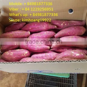 Export Fresh Sweet Potato for All Market thumbnail-1