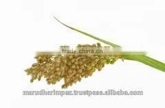 FRESH INDIAN QUINOA CERTIFIED BY KOSHER, GMP, HALAL, ISO22000, FDA thumbnail-3