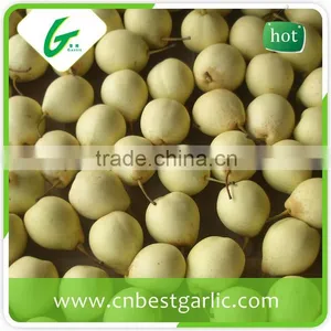 KOSHER Passed Chinese Bulk Crystal Fresh ya Pear thumbnail-1