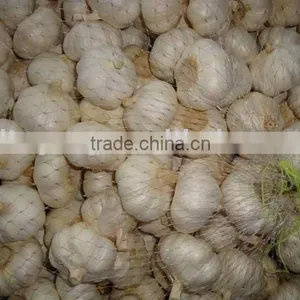 Hot Selling New Crop Fresh Normal Garlic thumbnail-1