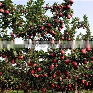 Chinese Fresh Red Delicious Apple Fresh Huaniu Apple thumbnail-6