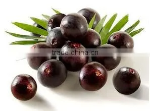 Acai Berry Extract Powder/Acai Berry Powder/Euterpe Oleracea Powder thumbnail-3
