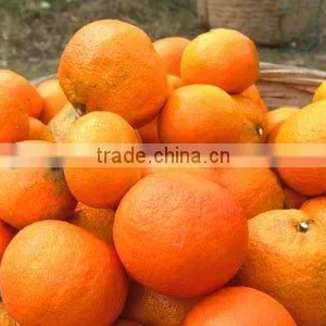 Food Grade Bitter Orange Peel Extract ISO, GMP, HACCP, KOSHER, HALAL Certificated. thumbnail-1