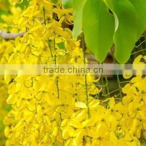 CASSIA OIL thumbnail-2