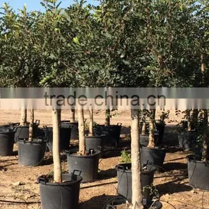 CERATONIA SILIQUA "Carob Tree" thumbnail-1