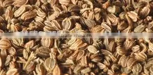 Celery Seed thumbnail-2