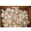 Chinese Garlic thumbnail-1