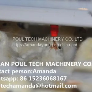 Congo Poultry Farming Battery Small Chicken Cage & Poultry Cage With Automatic Feeding Machine Used in Brooding Room thumbnail-1