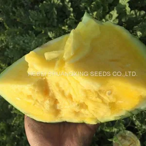 Golden Orchid Small Seedless Yellow Flesh Watermelon Seeds thumbnail-2