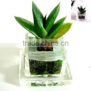 Pet Tree,Mini Plant, Pet Plant thumbnail-1