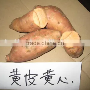 Fresh Sweet Potato From Sweet Potato Harvester thumbnail-3