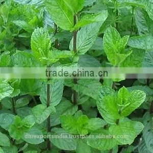 Peppermint Oil - Piperita thumbnail-1