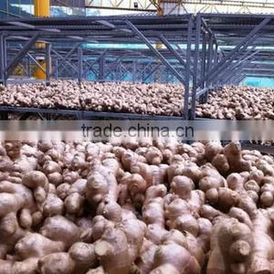 ORGANIC FRESH GINGER VIETNAM FOR GINGER SLICES thumbnail-4