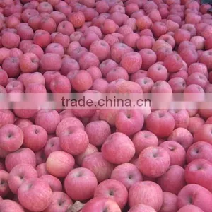 China Fuji Apple thumbnail-2
