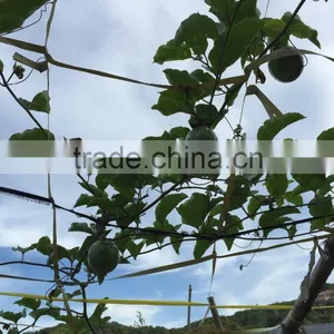 Grafted Passion Fruit Tree Seedlings thumbnail-3
