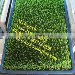 Soyabean Sprouting Machine /automatic Bean Sprout Machine thumbnail-4