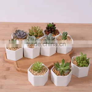Zakka Combination Potted Six Sides Indoor Glazed Pottery Planters With Bamboo Tray thumbnail-1
