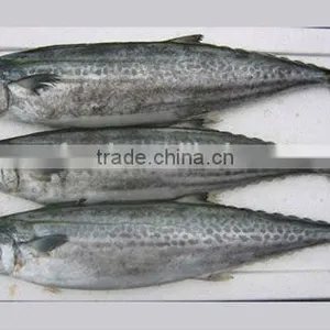 Frozen Spanish Mackerel 200-300g thumbnail-1