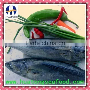 Frozen Bonito Fish Whole Round for Canned thumbnail-1