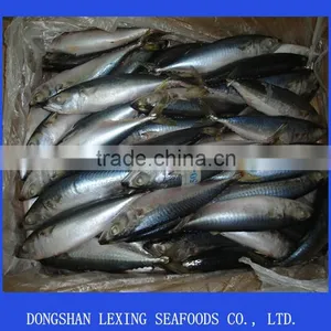 Frozen Pacific Mackerel in China thumbnail-1