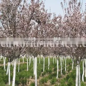 Prunus Cerasifera With Flower thumbnail-1