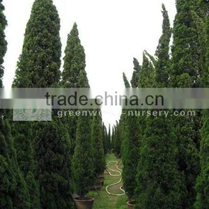Juniperus Chinensis 3m to 4m Overal Height thumbnail-1