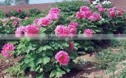 Herbaceous Peony Plant Root Chun Hong Jiao Yan thumbnail-1
