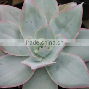 Succulent Plant Echeveria Decorative Plants Echeveria, Succulent Plants, Tropical Plants thumbnail-1