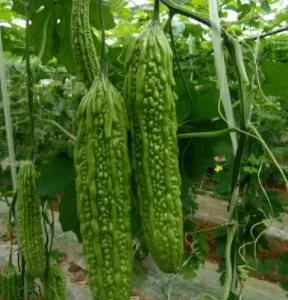 Hybrid Bitter Gourd Seeds/bitter Melon Seeds For Sale No.77 thumbnail-1