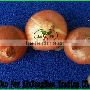 Export Fresh Onion Spcification 7-9cm In Wholesale Price thumbnail-3