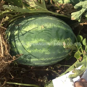 RF Tough Rind Oval Shape Hybrid f1 Watermelon Seeds thumbnail-4