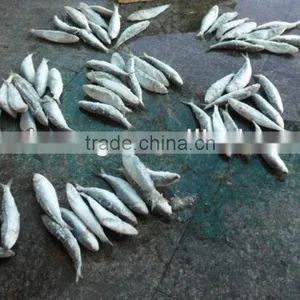 Frozen Sardine Fish From Chinese Manufacture 70 Pcs / 10 kg thumbnail-1