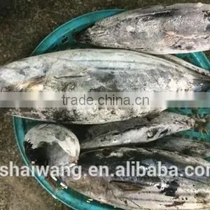 Frozen Seafood Skipjack Tuna Fish Sale With Size 300 - 750g + thumbnail-1