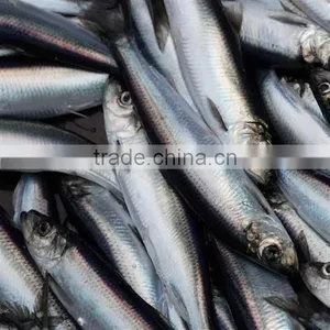 WR Frozn Atlantic Herring thumbnail-4