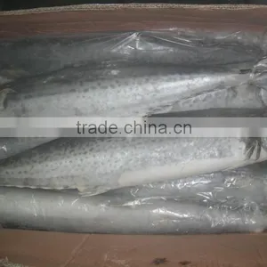 Frozen Spanish Mackerel for Sale or Scomberomorus Niphonius thumbnail-1