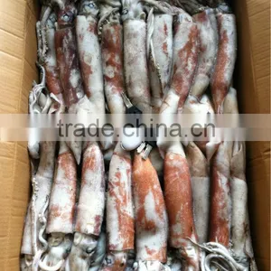 Frozen Whole Round High Quality Squid and Todarodes Pacificus thumbnail-5