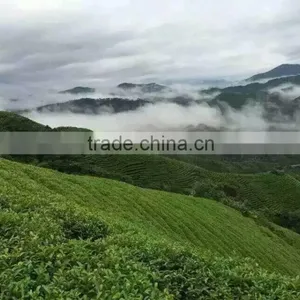 Hot Sale China Organic Certified Green Tea thumbnail-3