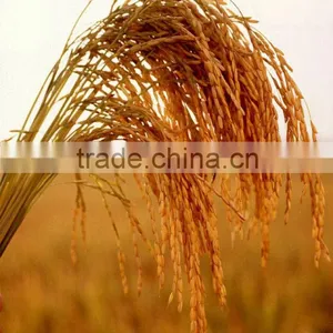 Parboiled Rice IRRI6 Golden Rice, Good Cooking & Taste thumbnail-1
