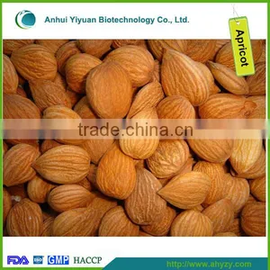 Bitter Apricot Kernel Medicine From Gansu of China thumbnail-1